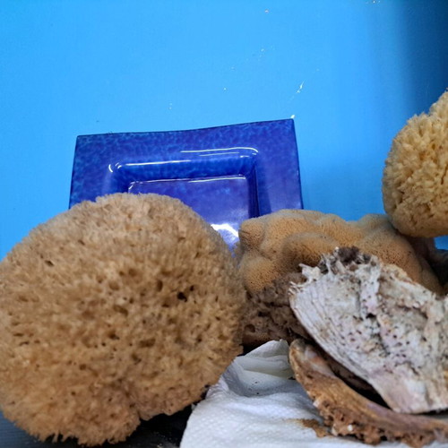Sea sponges and decorative items new, pack