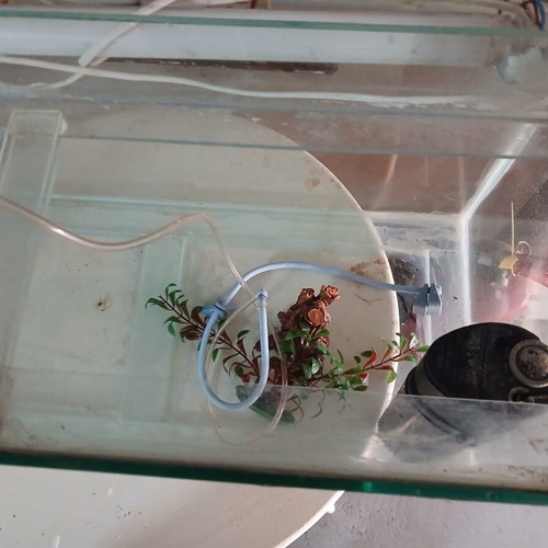 Aquarium used with lighting, filter, oxygen device, and decoration