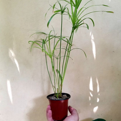 Cyperus Plant in Pot New, Ideal for Home and Garden
