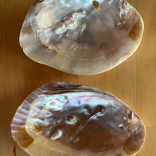 Mother of pearl shells used, pack of 2 large