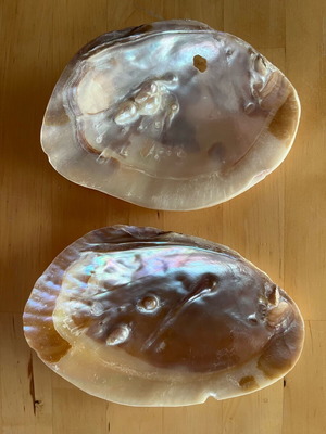Mother of pearl shells used, pack of 2 large