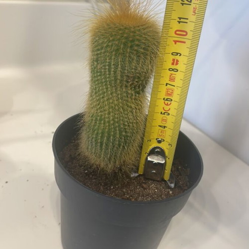 Cleistocactus cactus 11cm height new