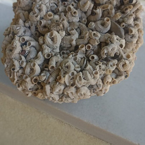 Large Collector's Marine Rock Rapiali 3+ Kg with Ficopomatus Colony