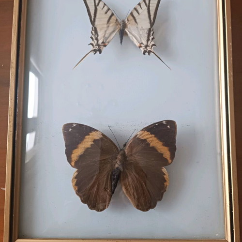 Taxidermy butterflies in frame used