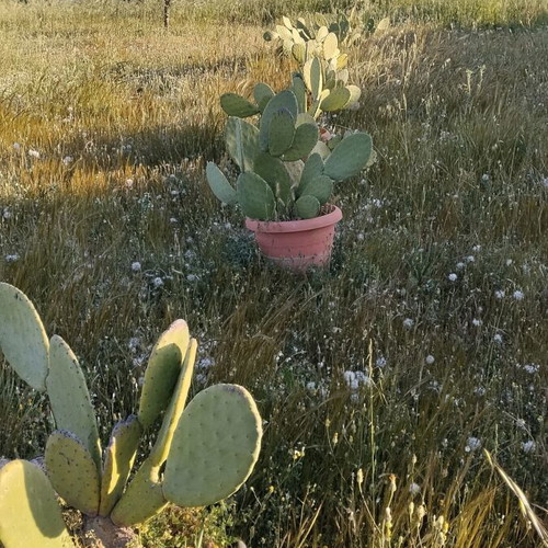 Prickly Pear Cactus in Pot, Like New, Medium Size 0.8m-1m Height