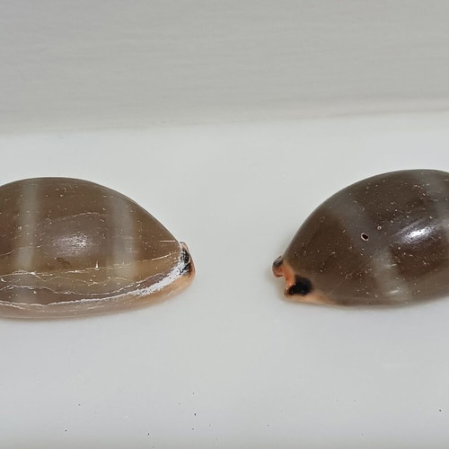 Two Lurida shells new, length 43 and 44 mm