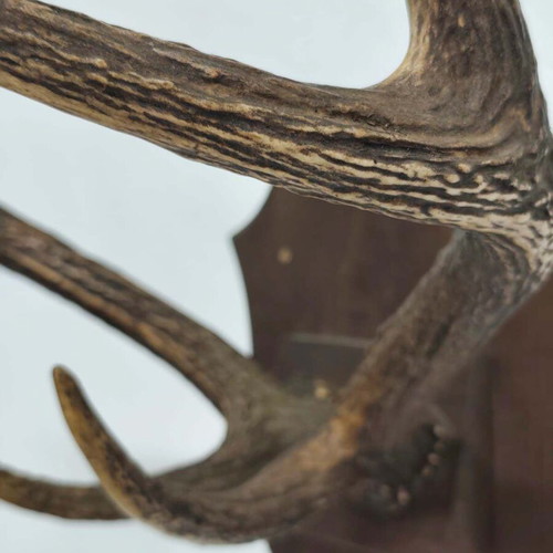 Vintage Deer Antlers Wall Mount on Wooden Base like new
