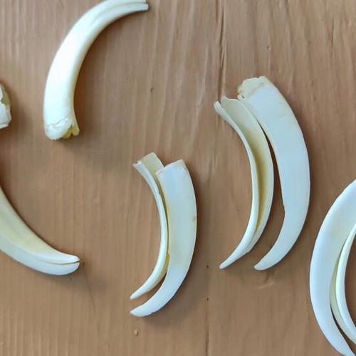 Wild boar tusks like new