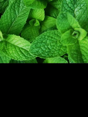 Lemon balm plant new, whole with root
