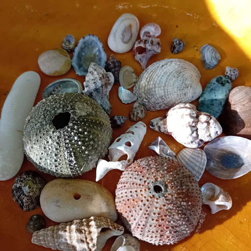 Seashells new, collected from Aegean beaches for decoration and crafts