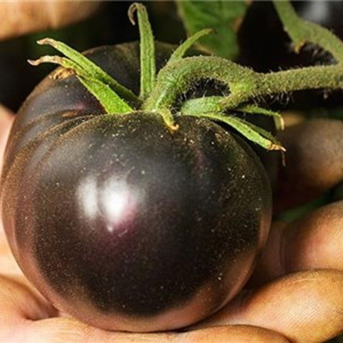 Indigo Rose Russian Black Tomato Seeds, pack of 20