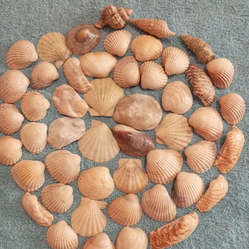 Natural seashells varnished, pack of 50, like new