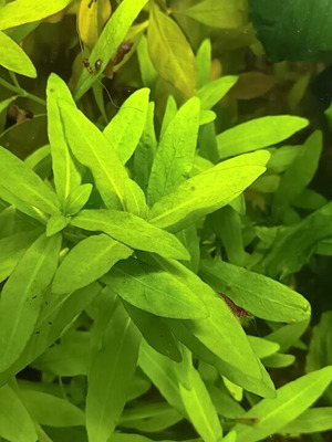 Hygrophila Polysperma aquarium plant, 5 cuttings