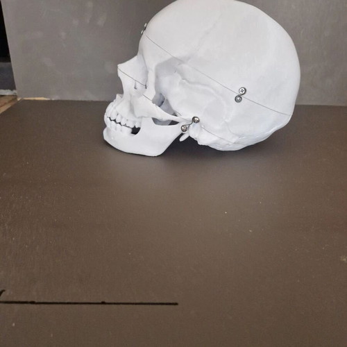 Plastic human skull like new, accurate replica with 3 detachable parts
