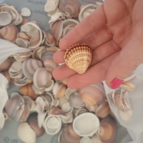 Natural seashells pack 1.5 kg for crafts and decoration