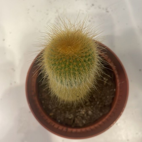 Cleistocactus cactus 9cm height new