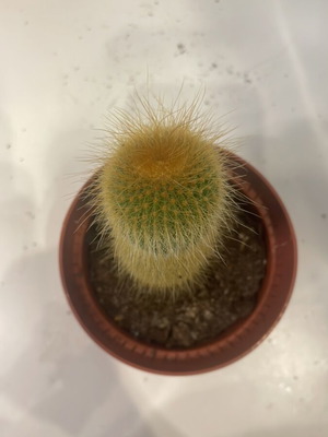 Cleistocactus cactus 9cm height new