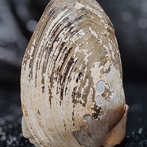 Handmade Virgin Mary statue with natural seashells