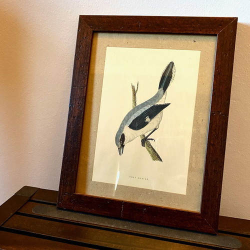 Engraving from England Grey Shrike like new