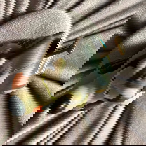 Κογιότ φιγούρα