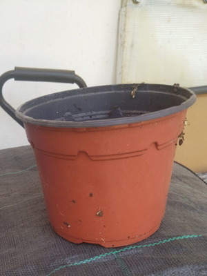 Greenhouse plant pots 10.5 cm