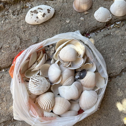 Seashells used