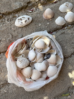 Seashells used