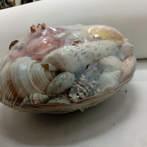 Shell collection like new, packaged