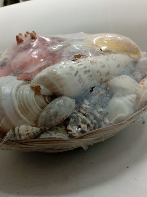 Shell collection like new, packaged