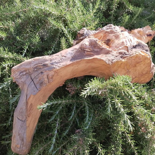 Olive wood new for terrarium and decoration