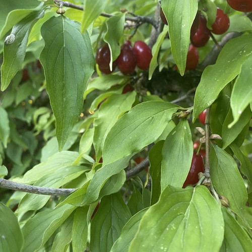 Mountain cornelian cherries from Vermio, organic