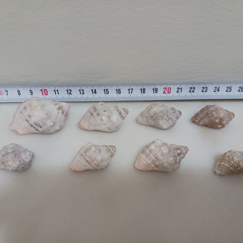 Muricidae Thais Haemastoma shells new, pack of 8 pieces
