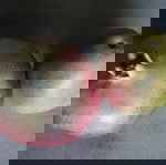  ΚΕΡΑΜΙΚΑ ΦΡΟΥΤΑ (ΜΗΛΟ ΚΑΙ ΑΧΛΑΔΙ)