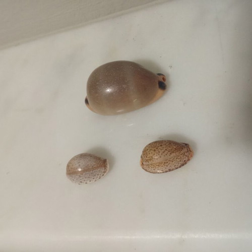 Cypraeidae shells like new, set of three from the Ionian Sea