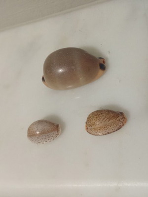 Cypraeidae shells like new, set of three from the Ionian Sea