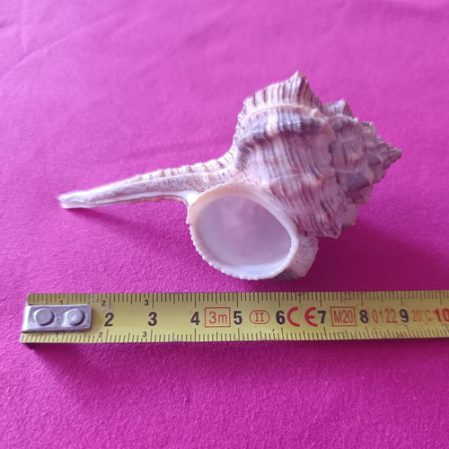 Murex Haustellum collectible shell like new