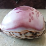 Small Shell #3 Lefkada like new