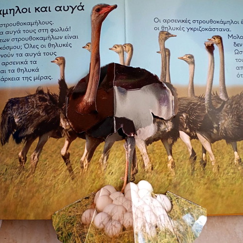 Sto Safari book used with 3D images and hardcover