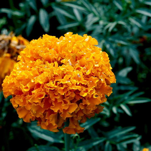 Tagetes marigold seeds large flowers yellow orange