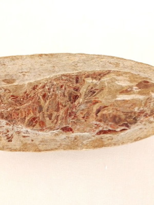 Rhacolepis buccalis fossil fish, Early Cretaceous