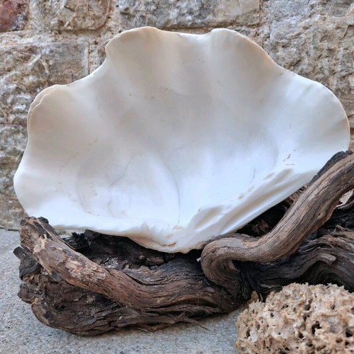 Κοχύλι Γιγάντια Αχιβάδα Σαν Καινούργιο (Tridacna Squamosa)