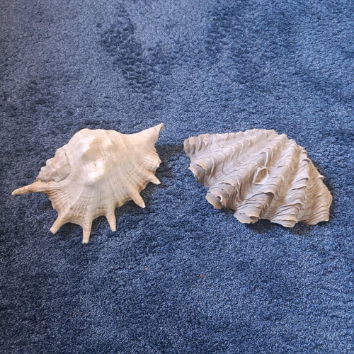 Decorative shells like new, set of 2 pieces