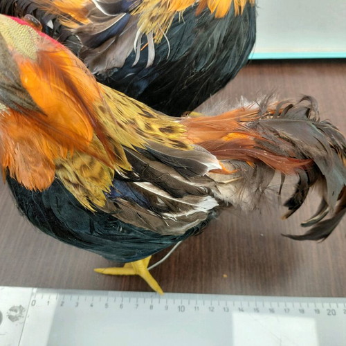 Decorative Easter hens, chicks and red eggs like new