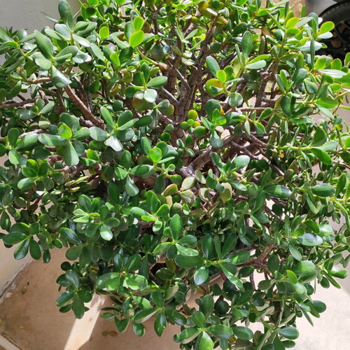 Large Crassula like new, 1.40m tall money tree plant
