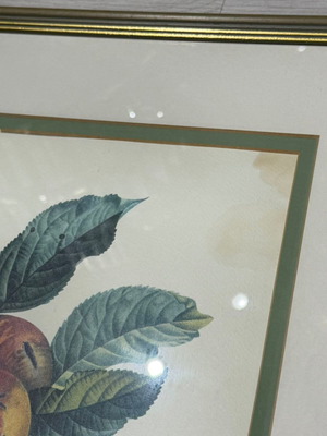 Framed Botanical Apple Print Malus used decorative art