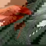  Lace medium υπέροχο μάξι φόρεμα νέο με τις ετικέτες