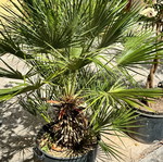 Palm tree used