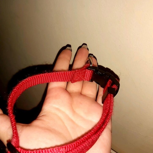 Small dog collar new, red