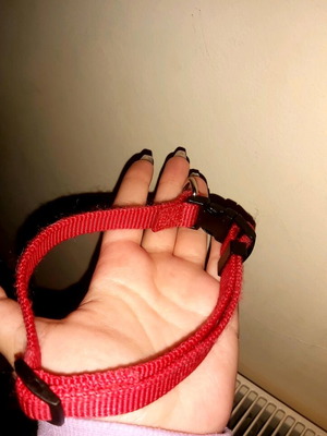 Small dog collar new, red