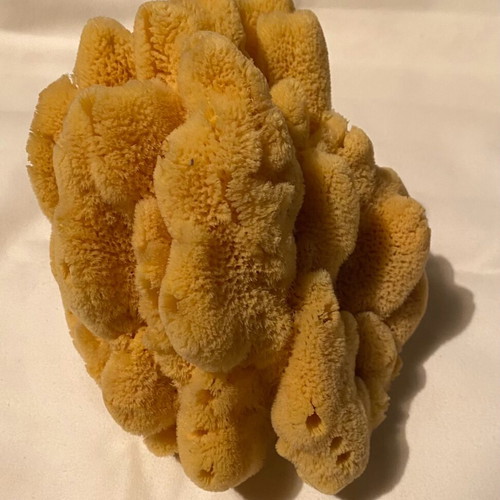 Set of 2 large natural sea sponges new for bath or decoration
